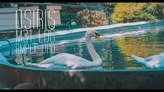 OSIRIS M31 LOG LUT  | BMPCC UHD TEST
