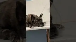 Квинси заболела 