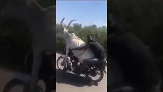 С козлом на мотоцикле