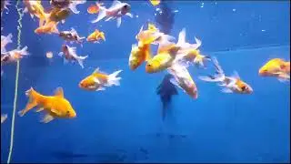Aquatic Fish aquarium