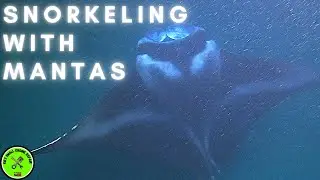 Big Island Manta Snorkel Adventure @ Mauna Kea