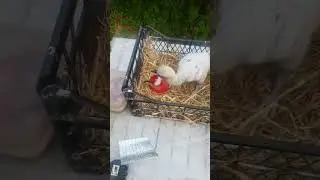 Mouse samples were brought in for the chick 