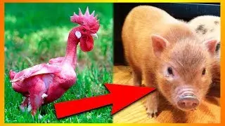 10 Ekstremt Vilde Genmodificerede Dyr!
