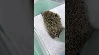 Ёжик на компьютерной томографии