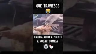 "Que traviesos!,... mira lo que hicieron esta gallina 🐔 y este perro  🐶con tal de estar satisfechos"