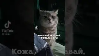 Котик и распорядок дня videos|Тик Ток #Shorts