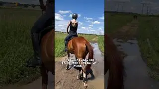 Тайна кайфует:) #horses #лошади #equestrian #конкур #horsejumping #лошадь #кобыла #equestrianlife