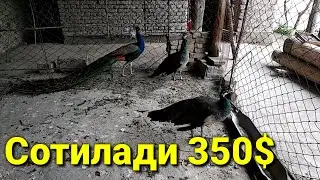 Мана тайёр бизнес сотилади кизикасизми