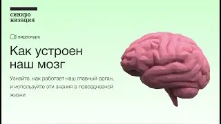 Фрагмент курса «Как устроен наш мозг» — Вячеслав Дубынин