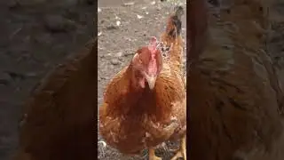 Курица жаждет зольных ванн. А я не "догоняю".