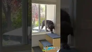 Smart Pet Door #Shorts