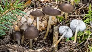 Funghi invernali: la monetina dell'abete