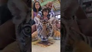 Tiger Kingdom, Phuket Thailand! Things to do in Thailand!