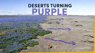 Iceland's Deserts Are Turning Purple - here's why