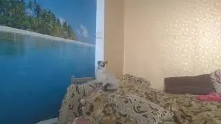 Прикол, прыгающий кот mp4