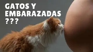 gatos y embarazadas???- THOMASVET