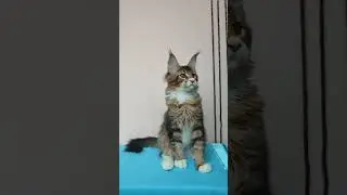 Котик Мейн -кун #котята #мейнкуны #маленькаярысь #мейнкун #mainecoon#котики #kitten
