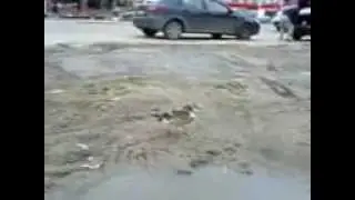 Птица
