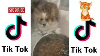 #Kucinglucutiktok #kucingoren KUMPULAN KUCING LUCU BANGET TIKTOK 😘 #13 - Kucing Oren
