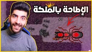 القضاء على النمل الاحمر | Pocket Ants