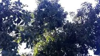 Tall avocado trees in California Bay Area