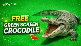 60 Realistic Crocodile Green Screen Animations (4K Full Body) 