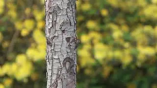 Mavi Baştankara Kuş Tree Trunk Besleme Renkli