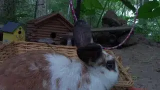 Hello Bunny! Reprise