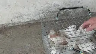 ЯРМАРКА ГОЛУБЕЙ ЧЕЧНЯ