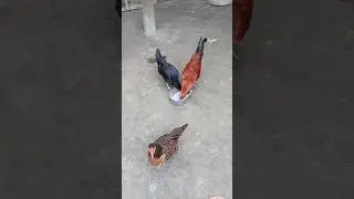 Enjoy Nature With Beautiful Rural Life❤️❤️  #youtubeshorts #cute #chicken #happiness  #rurallove