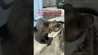 Лювак с дорогой попкой.