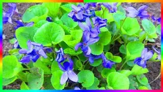 С первым днем весны Поздравление друзьям💐🌷🌹🌺🌸