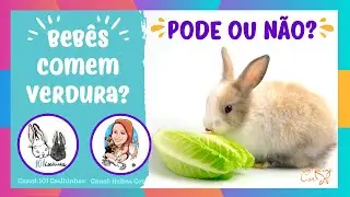 Mini Coelhos - Filhotes podem comer verduras?