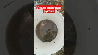 ловля карасиков руками