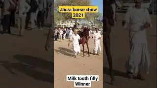 jasra horse show 2021: । milk tooth filly winner।