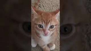 Tiny Orange Kitten, Very Loud Meow!