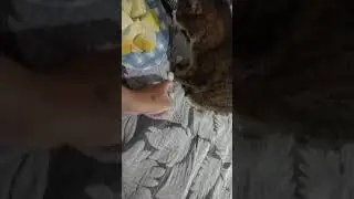 киса кушает дыню с аппетитом