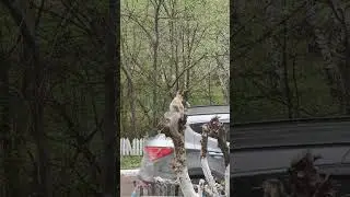 Какое дерево такая и белка😁