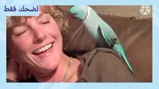 أجمل تقليد للببغاوات في العالم تعال لا تفوتك_الجزء الثاني