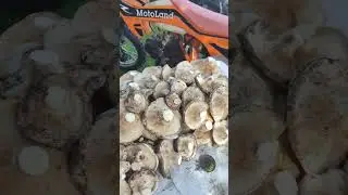 Сезон тихой охоты открыт.Жизнь в деревне.
