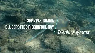 Скат тэниура-лимма. Bluespotted ribbontail ray. Taeniura lymma. Египет, Красное море.