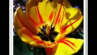 Madlib - Sunrays