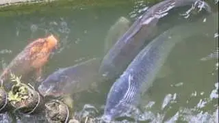 Japan Gärten und Teiche