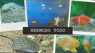 Nos fuimos a mirar los hermosos peces - Lomas de Zamora