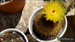 4💚Кактусы и Сукуленты продолжают цвести!!🌵❇️