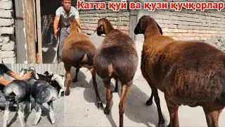 Қирғизистондан 90 кг ли Совлиқлар келди 😱