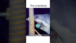Shark Cage Diving in VR🦈