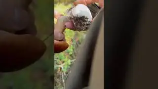 Грибочек