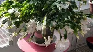 How I Water My Thanksgiving/Christmas Cactus in the Fall, New Cacti, Cameo of Jasmine!