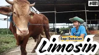 NEW LIMOSIN FOOD CATTLE ARRIVES
